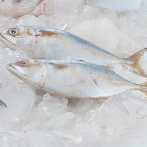 ikan kembung